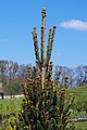 Picea abies 'Aleksandra Fastigiata'