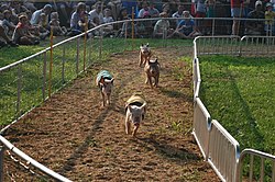 A pig race