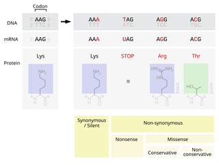 <span class="mw-page-title-main">Silent mutation</span> DNA mutation with no observable effect on an organisms phenotype