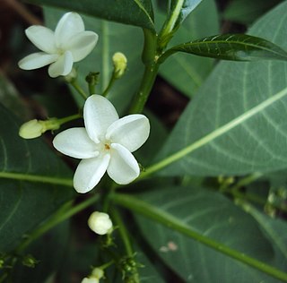 <i>Rauvolfia verticillata</i> Species of plant