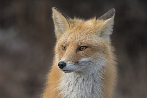 Portrait of a Red Fox (Vulpes vulpes)