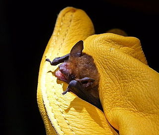 <span class="mw-page-title-main">Thomas's yellow bat</span> Species of bat