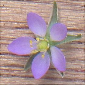 Spergularia rubra