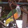 Rose-crowned Fruit-dove at Brisbane Forest Park, Brisbane, Queensland