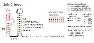 <span class="mw-page-title-main">SAM-Chlorobi RNA motif</span>