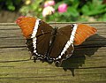 S. epaphus, em repouso.