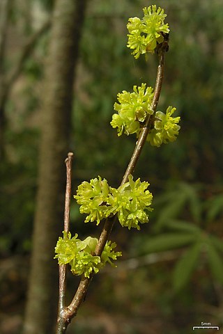 <i>Lindera benzoin</i> Species of shrub