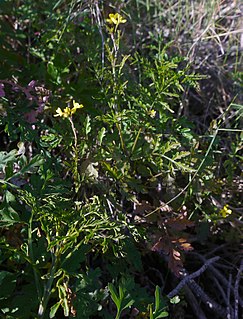 <i>Succowia</i> Species of flowering plant