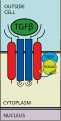 TGF Signaling Pathway Step 3