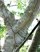 Nasutiterminae shelter tubes on a tree trunk provide cover for the trail from nest to forest floor. Termite-nest-tunnels.jpg