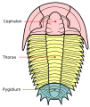 Diagramm mat den dräi Haaptofschnëtt vum Trilobiten (op Englesch)