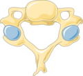 Vertebra