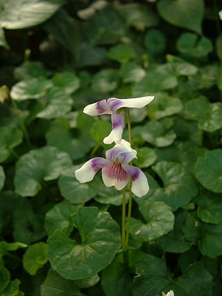 <span class="mw-page-title-main">Violaceae</span> Family of flowering plants in the eudicot order Malpighiales, including violets and pansies