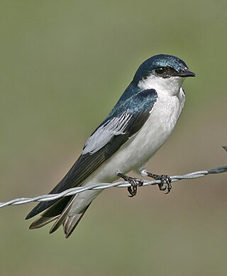 <span class="mw-page-title-main">White-winged swallow</span> Species of bird