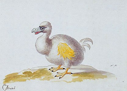 Una de les pintures de Pieter Holsteyn II de mitjan segle xvii d'un dodo blanc, possiblement basada en la imatge de Savery