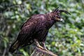 16 026 Long-crested eagle at Kibale forest National Park Photo by Giles Laurent uploaded by Giles Laurent, nominated by Giles Laurent,  18,  0,  0