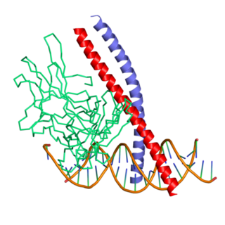 <span class="mw-page-title-main">Transcription factor Jun</span> Mammalian protein found in Homo sapiens