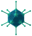 Modelizacion de la capsida cubica d'un adenovirus.