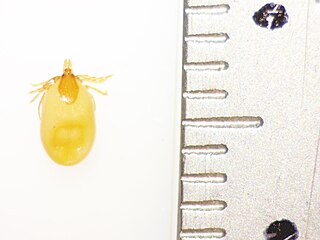 <i>Ixodes angustus</i> Species of tick