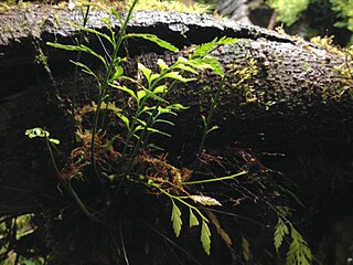 <i>Asplenium appendiculatum</i> Species of fern