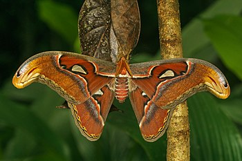 Attacus taprobanis