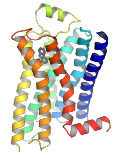 <span class="mw-page-title-main">G protein-coupled receptor</span> Class of cell surface receptors coupled to G-Protein associated intracelular signaling