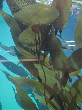 <span class="mw-page-title-main">Aquaculture of giant kelp</span> Cultivation of seaweed