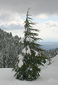 Cedrus brevifolia