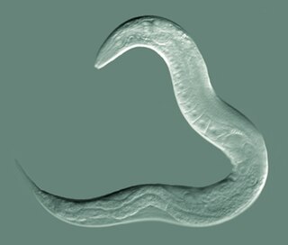 <span class="mw-page-title-main">Nematode</span> Phylum of worms with tubular digestive systems with openings at both ends