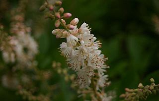 <i>Clethra alnifolia</i> Species of flowering plant