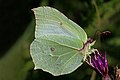 Image 19 Gonepteryx rhamni Photograph credit: Charles J. Sharp Gonepteryx rhamni, also known as the common brimstone, is a butterfly in the family Pieridae. It lives throughout the Palearctic zone and is commonly found across Europe, Asia and North Africa. The butterfly relies on two species of buckthorn as hosts for its eggs and larvae, which influences its geographic range and distribution as these plants are commonly found in wetlands. After spending the summer feeding, adults travel to woodland areas to spend seven months hibernating. In spring when their host plants have developed, they return to the wetlands to breed and lay eggs. Both the larval and adult forms of the species have protective coloration and behaviour that decreases their chances of being recognised and preyed upon. The adult common brimstone has sexual dichromism in its wing coloration and iridescence; the male (pictured) has yellow wings and iridescence, while females have greenish-white wings and are not iridescent. More selected pictures