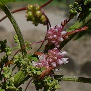 Inflorescence de la Cuscute