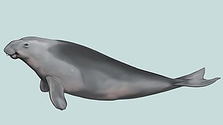 <i>Dioplotherium</i> Extinct genus of mammal