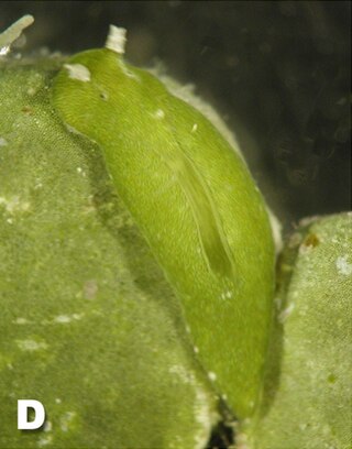 <i>Elysia pusilla</i> Species of gastropod