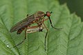 Empis livida