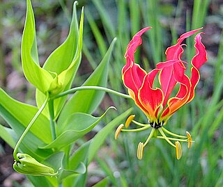 <i>Gloriosa superba</i> Species of plant