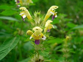 <span class="mw-page-title-main">Lamiales</span> Order of dicot flowering plants