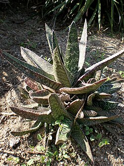 Gasteria carinata