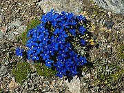 Gentiana schleicheri