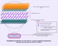 Schematic of gram-negative cell wall showing plasma membrane.