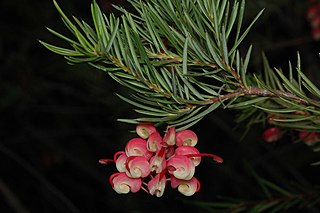 <i>Grevillea rosmarinifolia</i> Species of shrub in the family Proteaceae endemic to New South Wales and Victoria, Australia