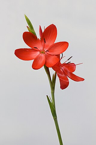 <i>Hesperantha</i> Genus of flowering plants