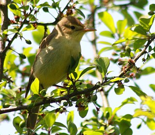 <span class="mw-page-title-main">Melodious warbler</span> Species of bird