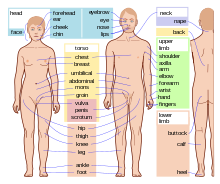 Human body features-en.svg