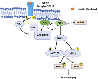 <span class="mw-page-title-main">Age-1</span> Gene