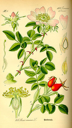 Ilustracija šipurka Rosa canina