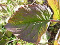 Bottomside leaf