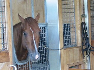 <span class="mw-page-title-main">Lammtarra</span> American-bred, British-trained Thoroughbred racehorse