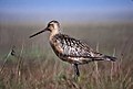 Kis goda (Limosa lapponica)