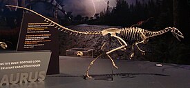 Реконструированный скелет Masiakasaurus, Королевский музей Онтарио